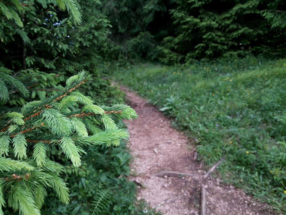Обои растительность, тропический лес, дерево, лес, природный заповедник в разрешении 3264x2448
