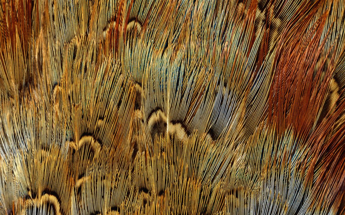 Обои живая природа, наложение текстуры, семейство травы, узор, древесина в разрешении 2560x1600