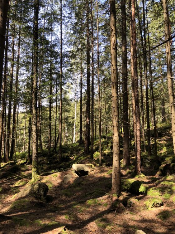 Обои лесистая местность, хвойными лесами, окружающая среда, растительное сообщество, лес в разрешении 1536x2048