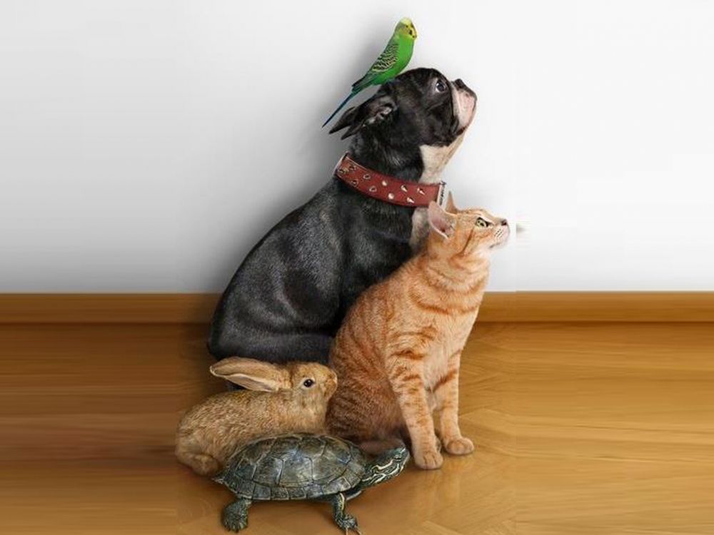 Обои кот, пес, собака породы, бакенбарды, аболиционизм в разрешении 2048x1536