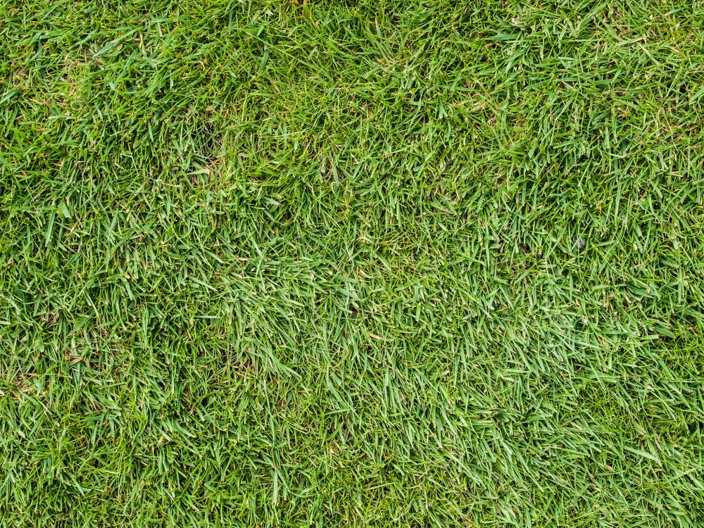 Обои газон, растение, почвопокровная, семейство травы, трава в разрешении 2048x1536