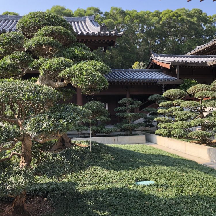 Обои Гонконг, дерево, пейзаж, растительность, китайская архитектура в разрешении 1772x1772