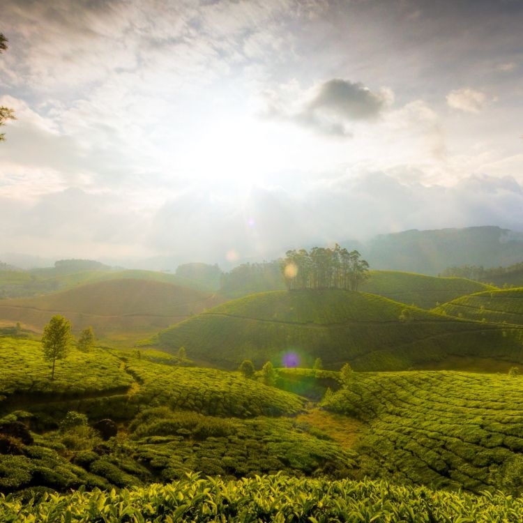 Обои муннар, Кумараком, природа, зеленый, горная станция в разрешении 2932x2932