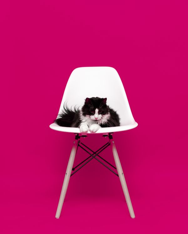 Обои кот, розовый, мебель, пурпурный цвет, стул в разрешении 4932x6152