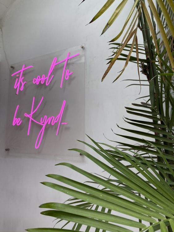 Обои лист, стебель растения, пальмовые рощи, прут, биология в разрешении 1536x2048