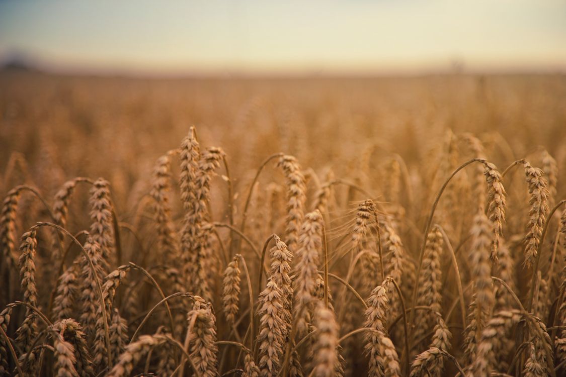 Обои пшеница, хлебный злак, зерно, поле, урожай в разрешении 6000x4000