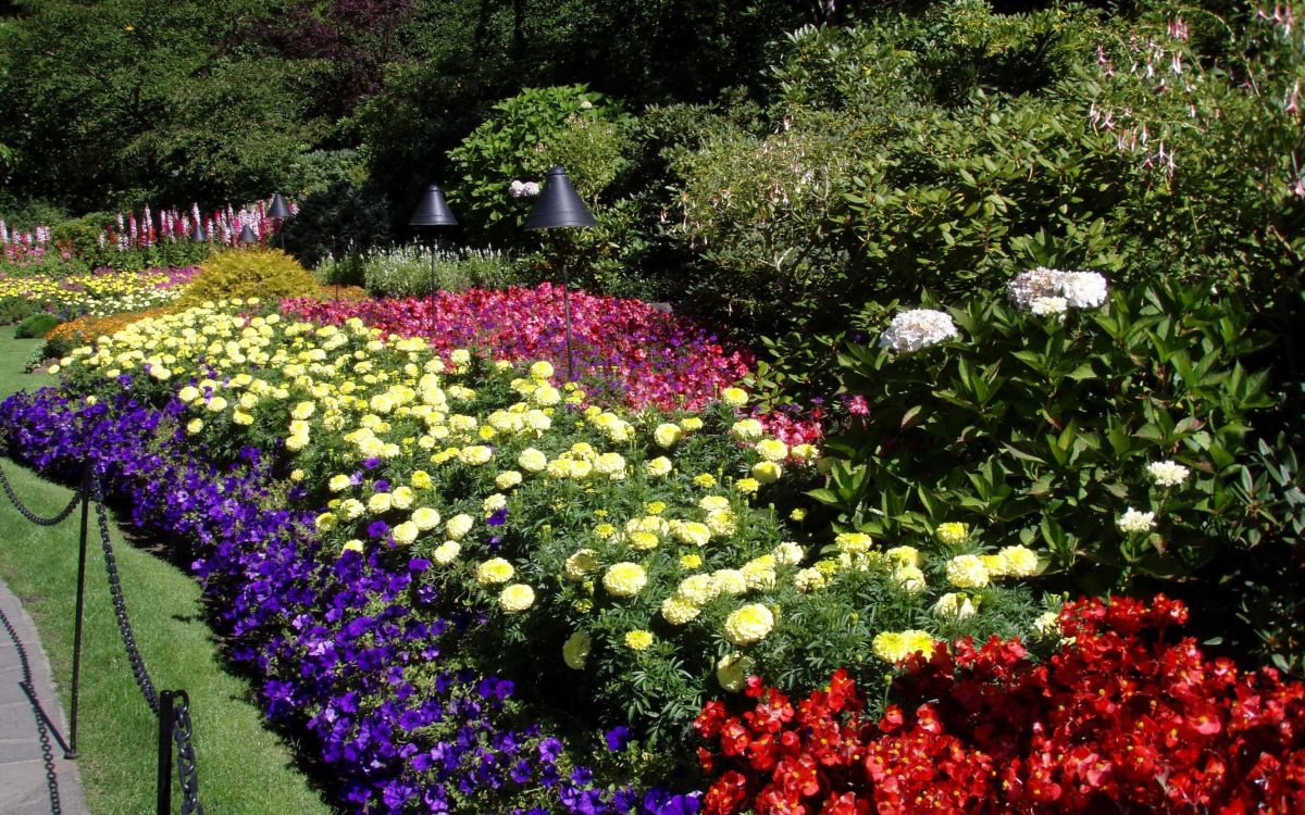 Обои цветковое растение, растение, почвопокровная, однолетнее растение, озеленение в разрешении 2880x1800