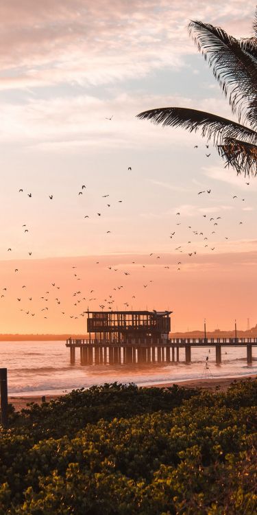 Обои Постер фильма, вода, птица, облако, свет в разрешении 1080x2160