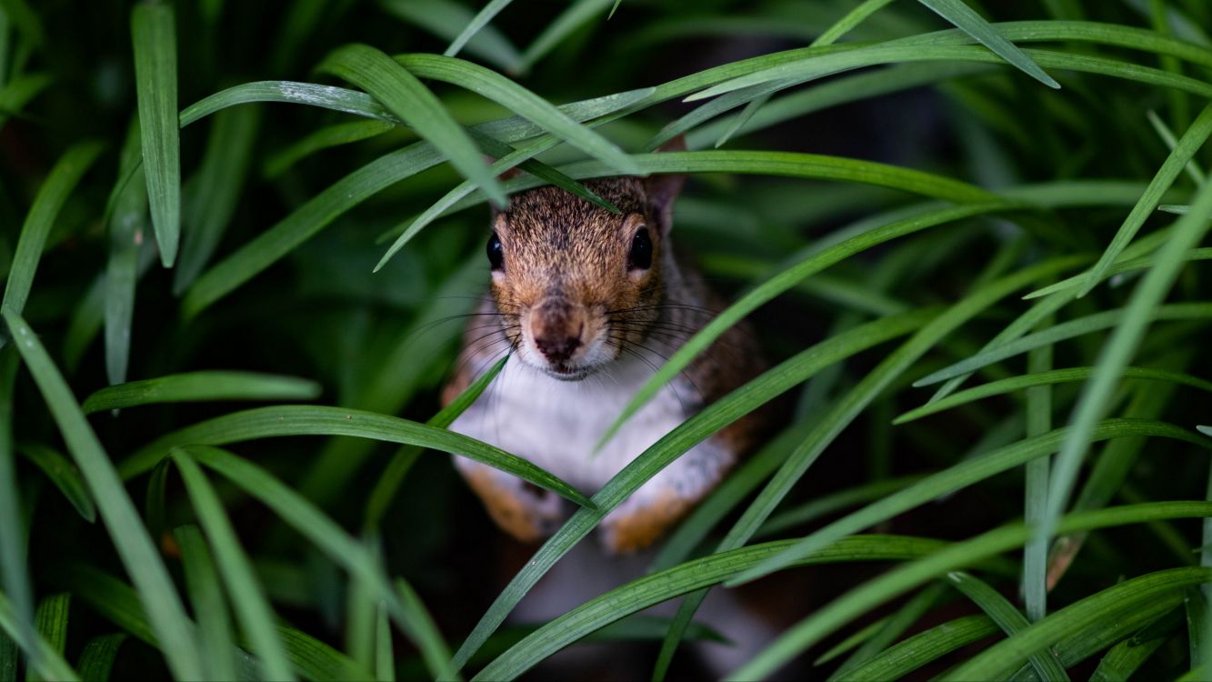 Обои растение, луг прыжки мышь, грызун, бакенбарды, Крыса в разрешении 3840x2160