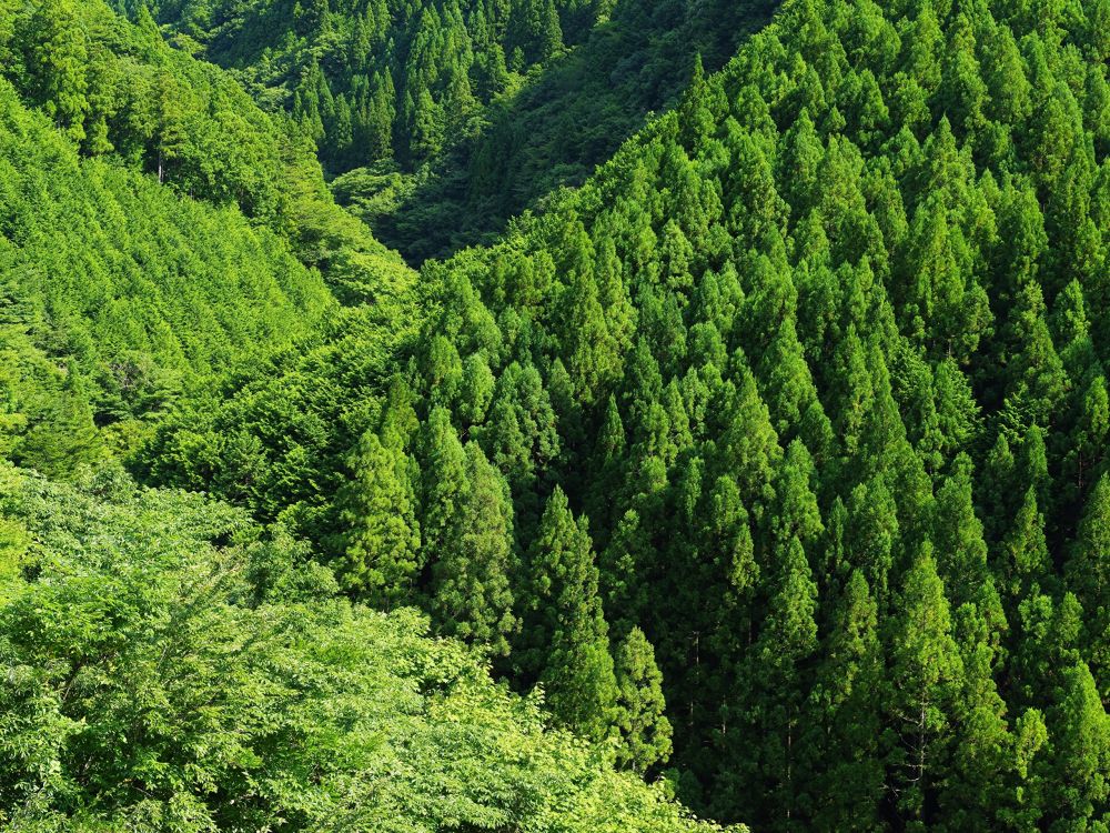Обои лес, дерево, растительность, природный заповедник, ель еловый лес в разрешении 2560x1920