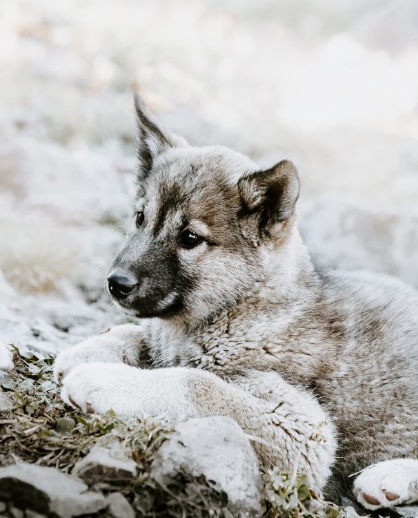 Обои чехословацкий влчак, щенок, норвежский элкхаунд, волкодав, живая природа в разрешении 5153x6368