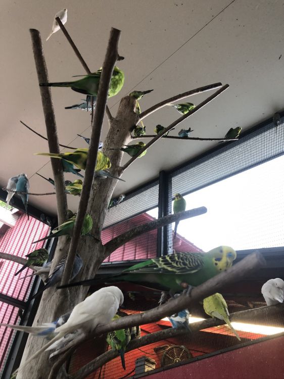 Обои дерево, биология, наука, попугай, птица в разрешении 1536x2048