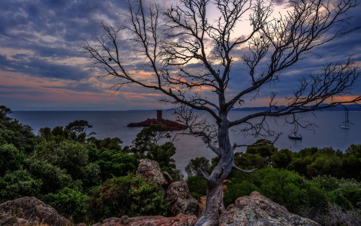 Обои облако, растение, растительное сообщество, дерево, природный ландшафт в разрешении 1920x1200