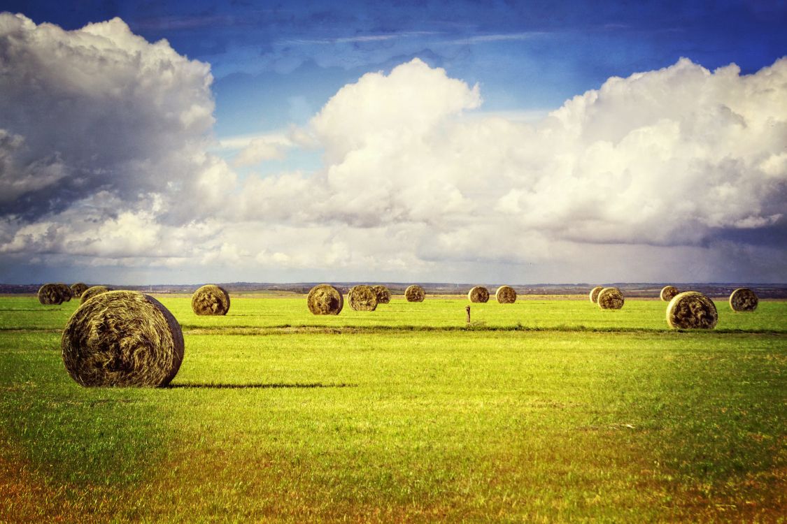 Обои сенокосное угодье, сено, поле, Ферма, выгон в разрешении 2048x1365
