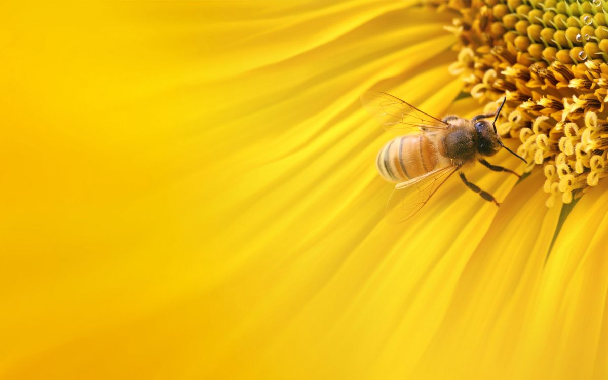 Обои медоносная пчела, насекомое, пчела, желтый, пыльца в разрешении 1920x1200