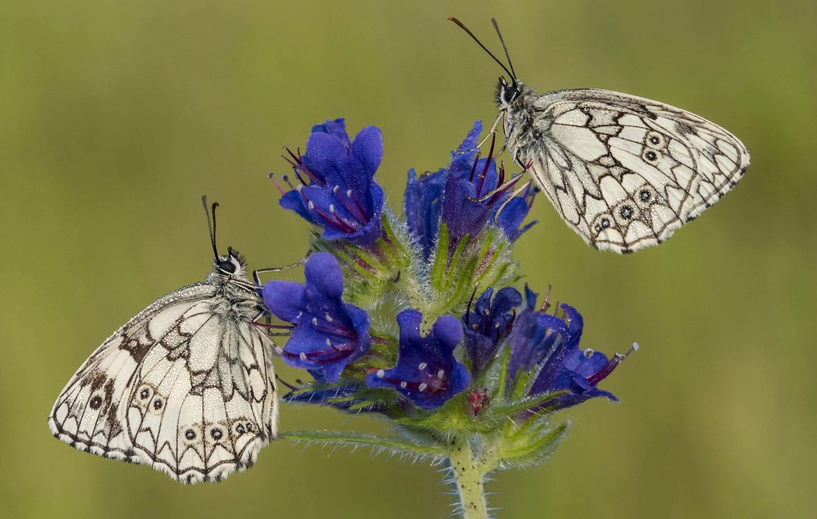 Обои lycaenid, бабочкамонарх, насекомое, белянок, мотылек в разрешении 2048x1300