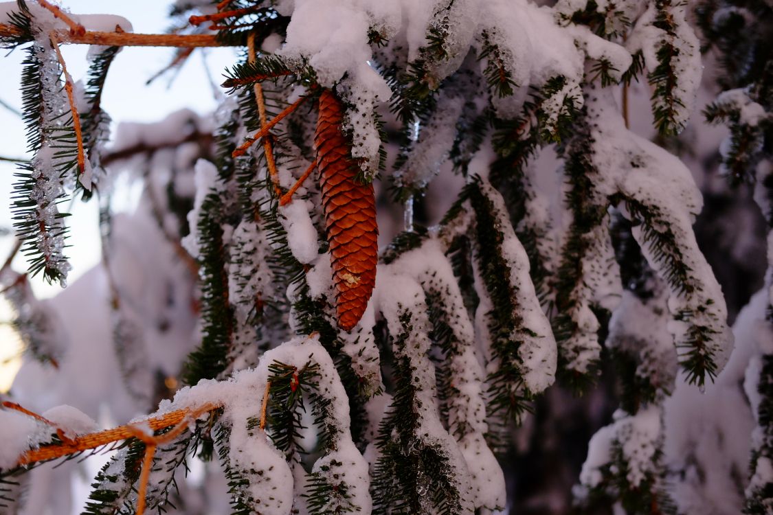 Обои зима, снег, ель, замораживание, дерево в разрешении 4896x3264