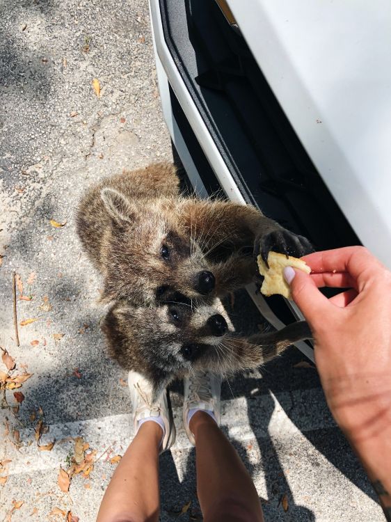 Обои мех, procyonidae, наука, биология, человек в разрешении 3024x4032