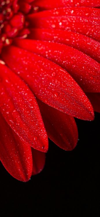 Обои стебель растения, цветок, вода, растение, лепесток в разрешении 1080x2340