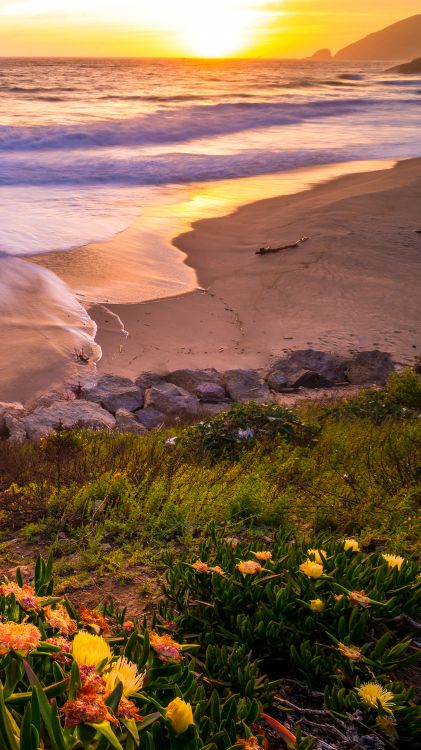 Обои цветок, растение, облако, вода, экорегион в разрешении 1080x1920