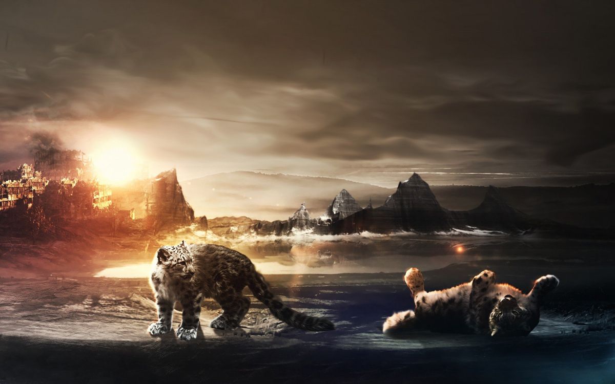 Обои кошачьих, живая природа, облако, пейзаж, рок в разрешении 1920x1200