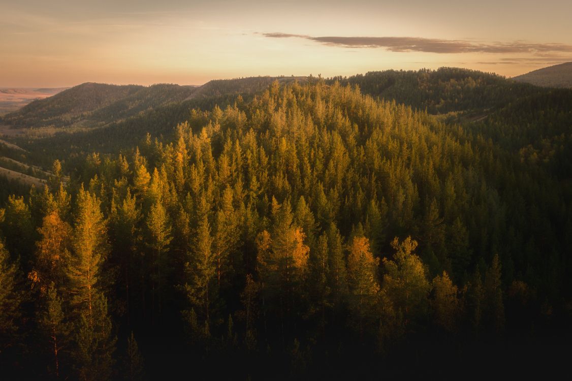 Обои лес, дерево, природа, дикая местность, горный рельеф в разрешении 6004x3997