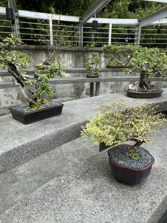 Обои дерево, бонсай, цветочный горшок, растение, сад в разрешении 1536x2048