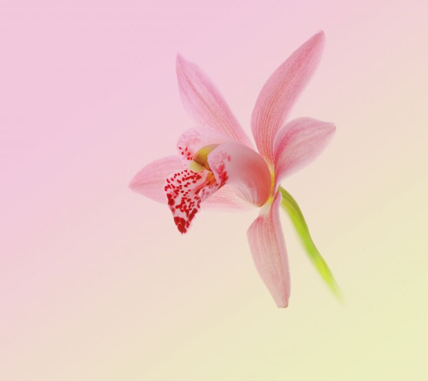 Обои Huawei, Huawei Nova, Huawei Nova 2, Huawei fresh 2 Подробнее, андроид в разрешении 2160x1920