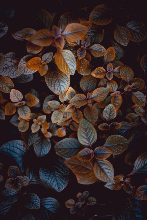 Обои лист, растение, живопись, дерево, цветок в разрешении 2336x3504