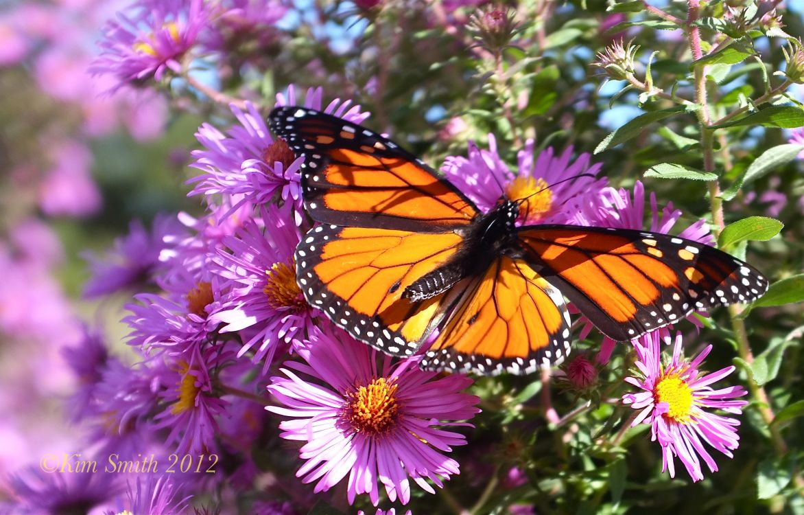 Обои насекомое, бабочкамонарх, мотыльки и бабочки, бабочка, опылитель в разрешении 2704x1729