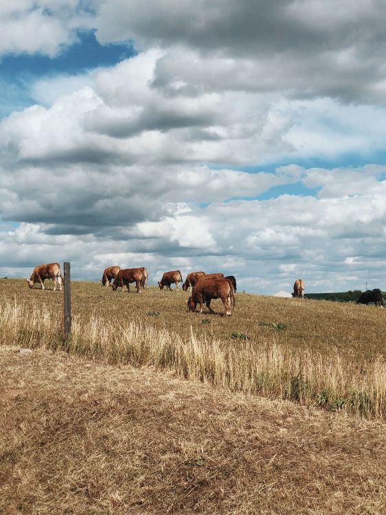 Обои сенокосное угодье, пастбище, окружающая среда, выгон, облако в разрешении 2733x3643