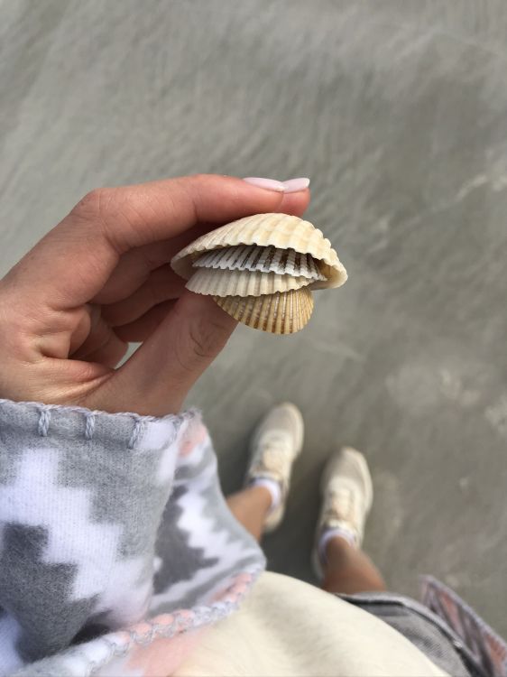 Обои ракушка, двустворчатый моллюск, оболочка, натуральный материал, моллюск в разрешении 1536x2048