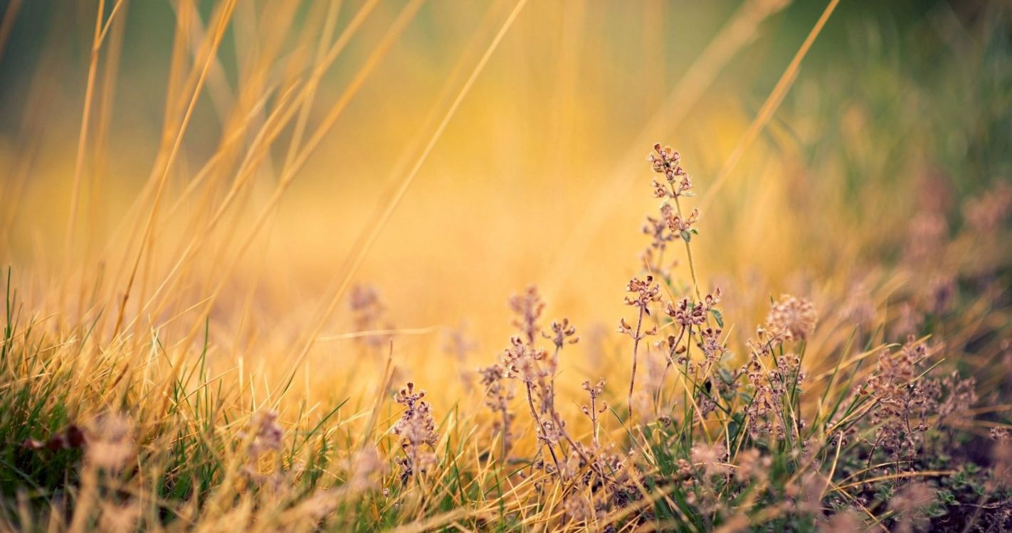 Обои природа, природный ландшафт, растение, лаванда, семейство травы в разрешении 4096x2160