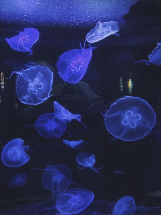 Обои Медуза, морская биология, морские беспозвоночные, водоем, беспозвоночных в разрешении 3024x4032