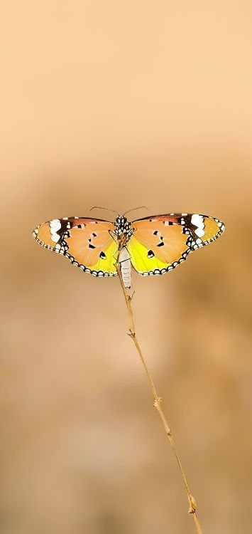 Обои бабочкамонарх, членистоногое, опылитель, бабочка, насекомое в разрешении 1422x3000