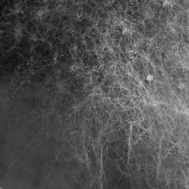 Обои паутинку текстуры, текстура, арт, черный, монохромный в разрешении 2912x2912