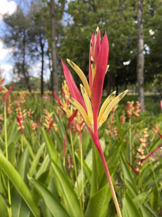 Обои Флора, кринум, цветковое растение, Montbretia, амариллис в разрешении 1536x2048