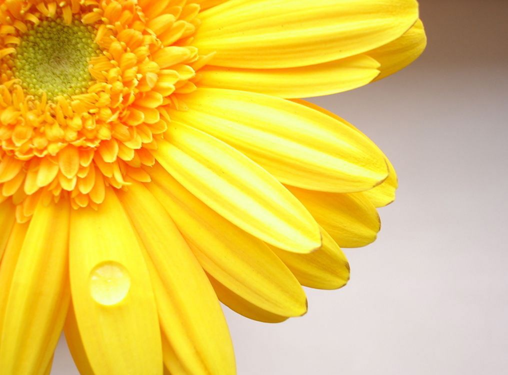 Обои желтый, гербера, лепесток, семья ромашек, крупный план в разрешении 1920x1416