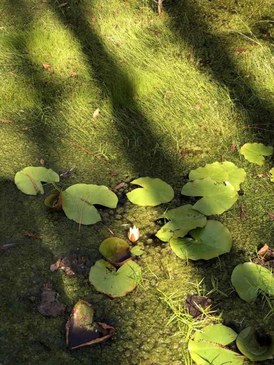 Обои растительность, биом, лист, наука, экология в разрешении 1536x2048