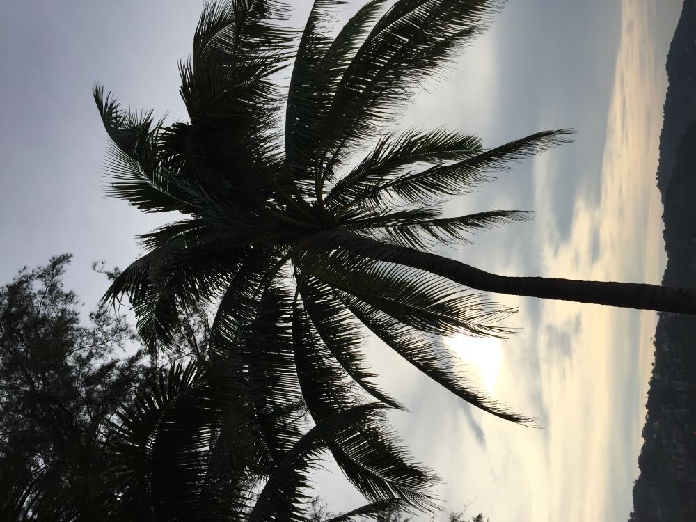 Обои пальмовые рощи, финиковая пальма, древесные растения, солнечный свет, наземное растение в разрешении 3264x2448