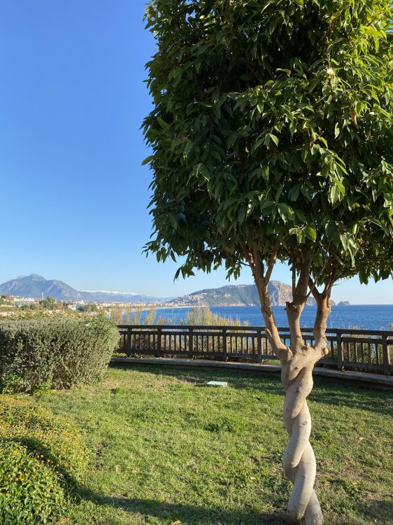 Обои дерево, лист, растение, наука, биология в разрешении 1536x2048