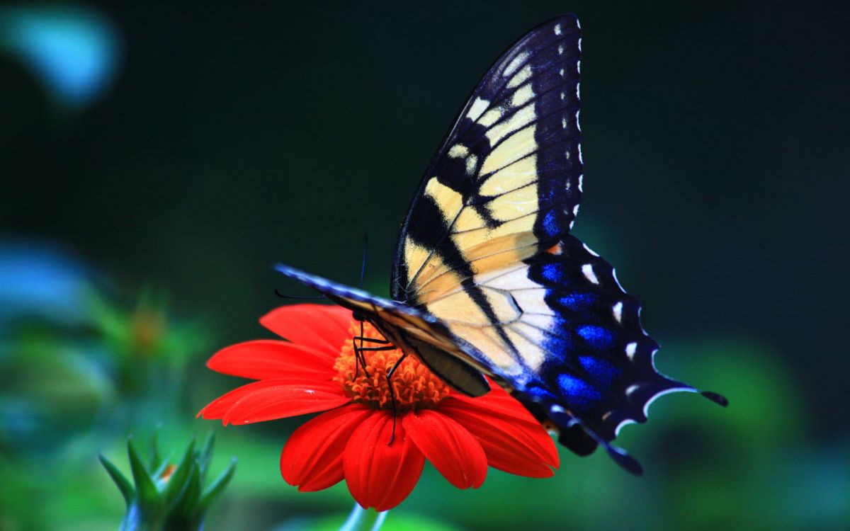 Обои мотыльки и бабочки, бабочка, насекомое, бабочкамонарх, беспозвоночных в разрешении 2880x1800