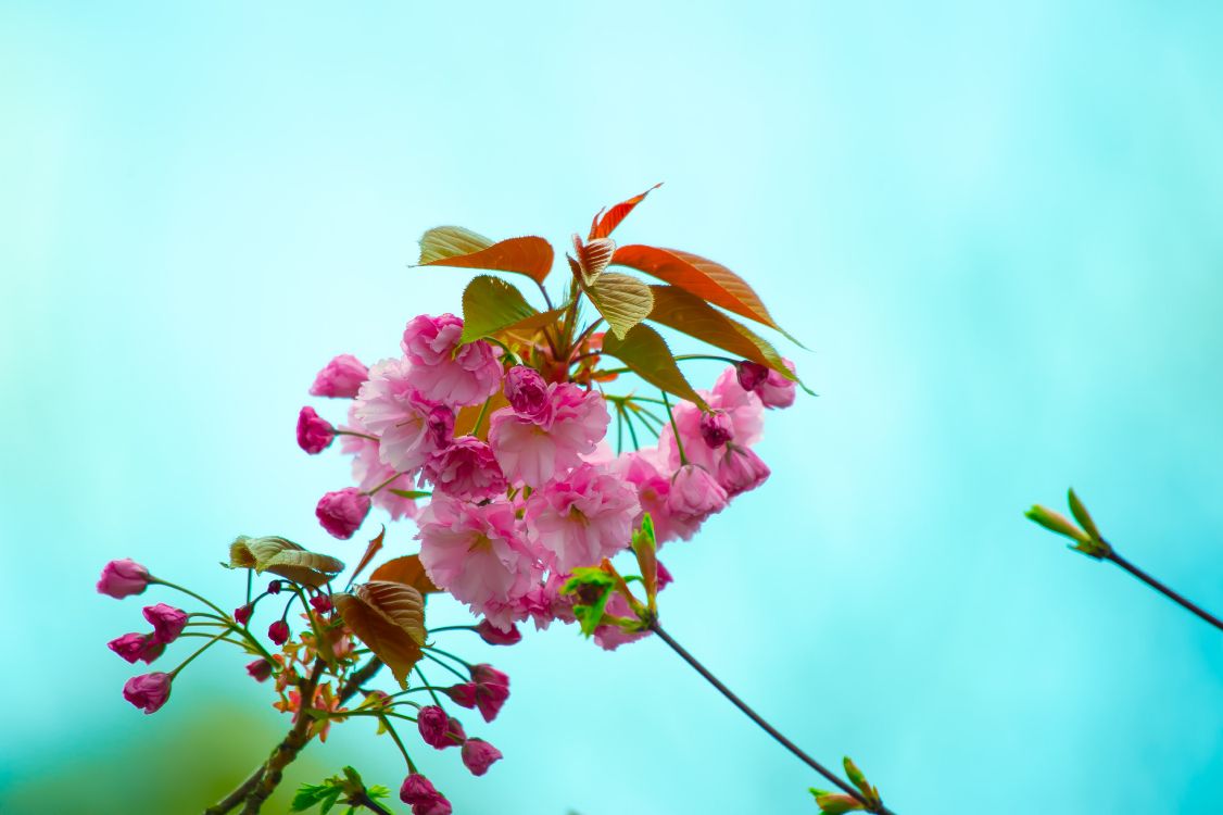 Обои цветок, цветковое растение, розовый, растение, лепесток в разрешении 4928x3280