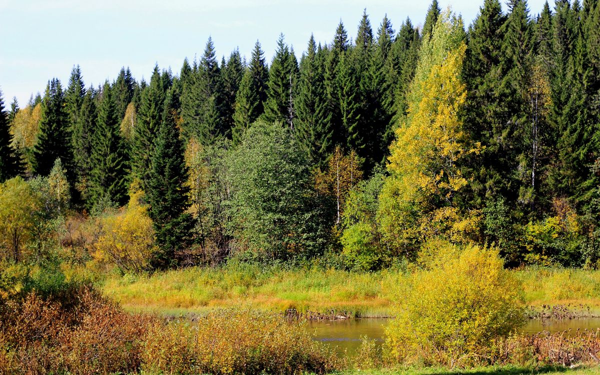 Обои дерево, природа, растительность, Форт Ан Рос, дикая местность в разрешении 2880x1800