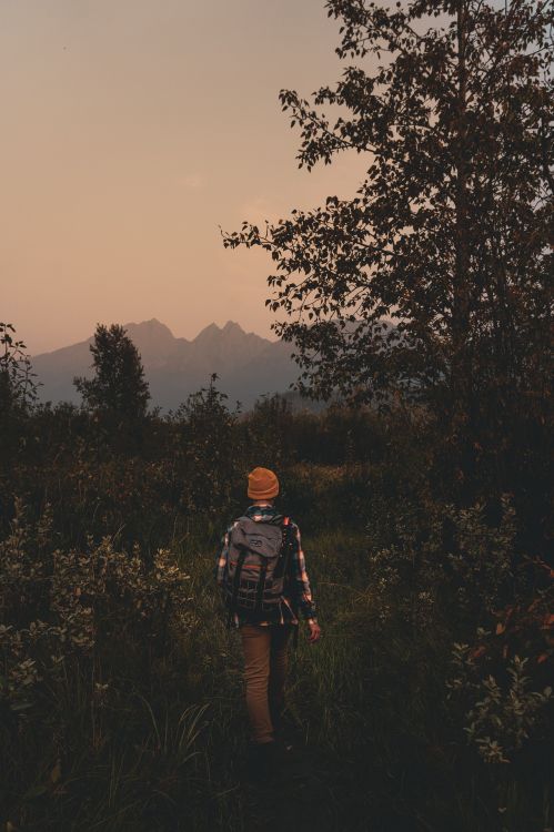 Обои сумерки сага, природа, лес, утро, дерево в разрешении 3755x5633