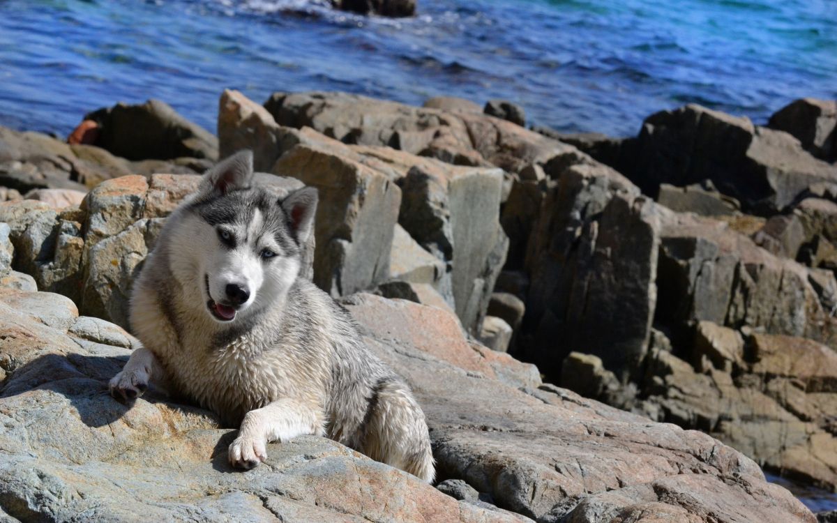 Обои щенок, собака породы, гренландская собака, рок, волчьей собаки сарлоса в разрешении 2560x1600