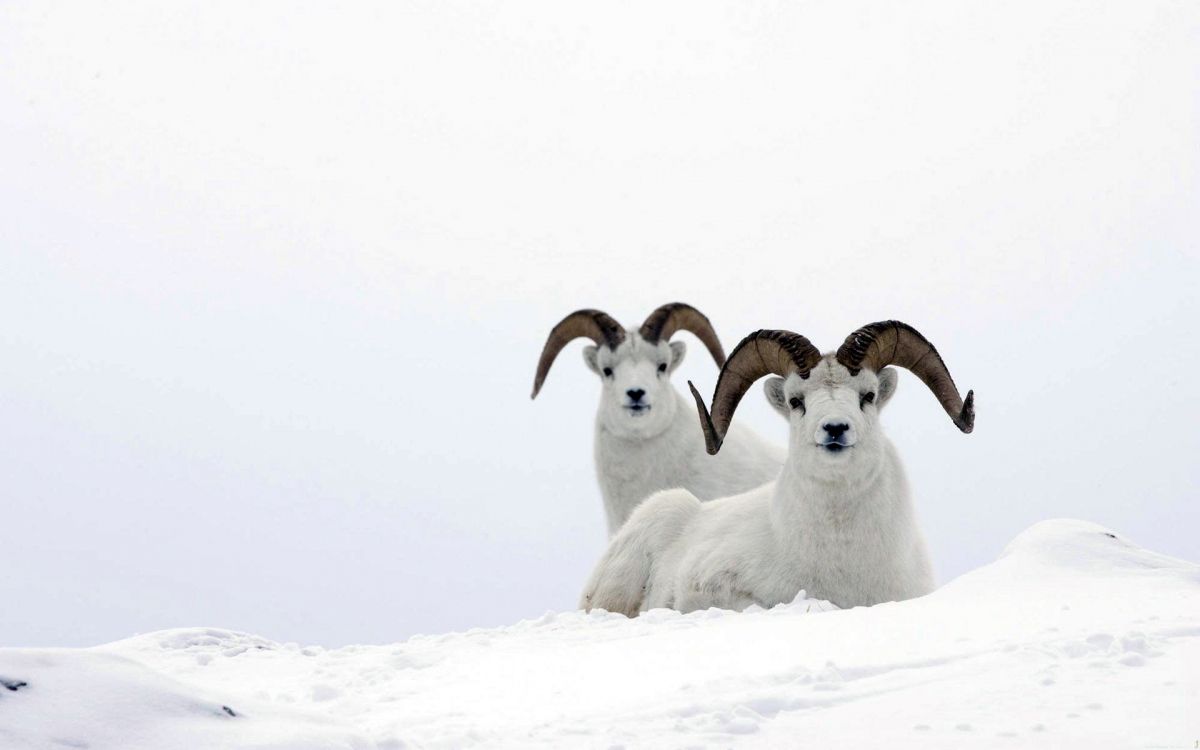 Обои овца, снег, живая природа, животные, рога в разрешении 1920x1200
