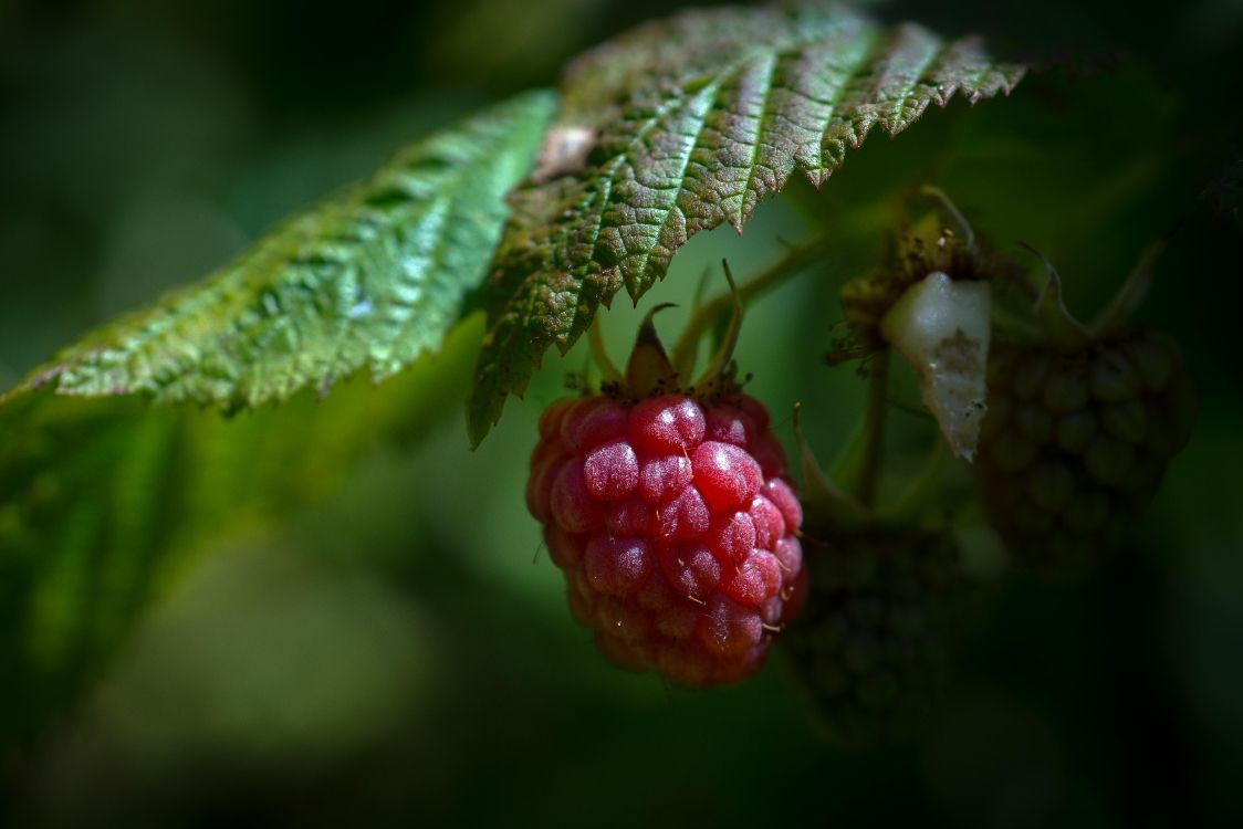 Обои ягоды, Blackberry, зеленый, лист, фрукты в разрешении 5347x3565