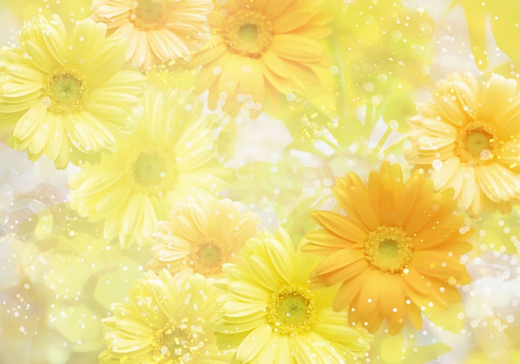 Обои желтый, цветок, лепесток, гербера, цветковое растение в разрешении 3571x2500