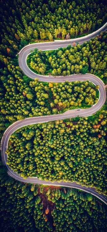 Обои растительность, лист, рассада, биология, наука в разрешении 1080x2340